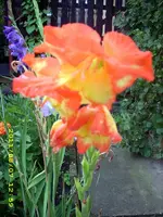 JD500631.webp