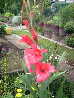 JD500634.webp