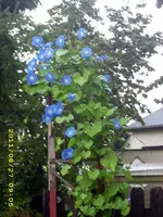 JD500650.webp
