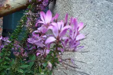 2011 09 29 045.webp