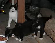 04_wilde Katzenbabies_30.09.2011.webp