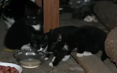 08_wilde Katzenbabies_30.09.2011.webp