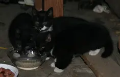 09_wilde Katzenbabies_30.09.2011.webp