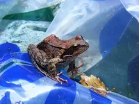 _Grasfrosch_480.webp