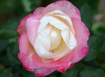 DSC07863 (2).webp