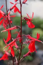 DSC09061 (2).webp