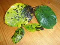 PA010970.webp