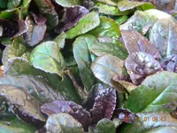 DSCN0914.webp