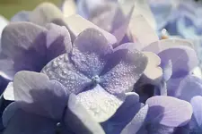 blaue Hortensie_kleiner.webp