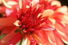 Dahlienknospe_kleiner.webp