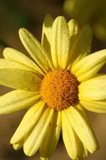 gelbe Margerite_kleiner.webp