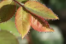Rosenblätter im Morgentau_kleiner.webp