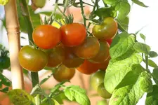 Tomaten reifen immer noch_kleiner.webp