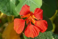 rote Kresse2_kleiner.webp