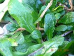DSCN0913.jpg