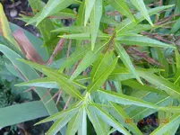 DSCN0921.webp