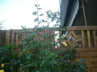 CIMG7671.webp