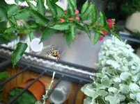 IMG_2334.webp