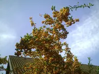 Feuerdorn in der Sonne.20.09.2011.webp