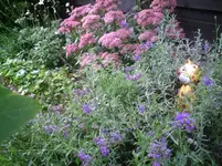 Lavendel mit Katze.27.09.2011.webp