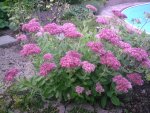 Sedum am Pool.27.09.2011.jpg