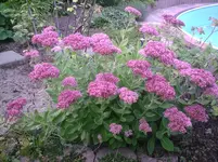 Sedum am Pool.27.09.2011.webp