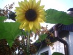 Sonnenblume mit Feuerdorn.27.09.2011.jpg