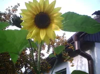 Sonnenblume mit Feuerdorn.27.09.2011.webp