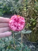 Bild0021k.webp