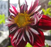Dahlie.webp