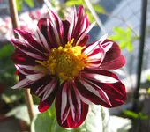 Dahlie (2).webp