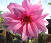 Dahlie (3).webp