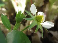 Erdbeere.webp