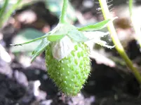 Erdbeere (3).webp