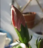 Hibisku.webp