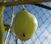 Pepino (2).webp