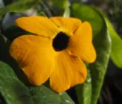 Susanne.webp