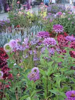 IMG_6958.webp