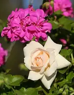 Penny Lane an pink Geranie_kleiner.webp