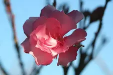 Oleanderblüte_kleiner.webp