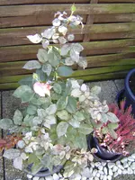 rosegross.webp