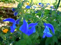 BlauerEngel101.webp