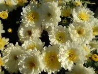 Chrysantheme018.webp