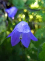 Glockenblumen112.webp