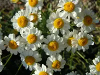 Hemdknöpfchen011.webp