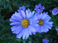Herbsaster040.webp
