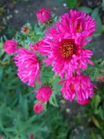 Herbsaster046.webp