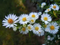 Herbsaster062.webp