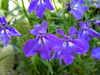 Männertreu017.webp