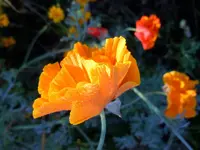 Mohn067.webp